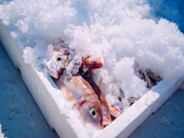 The Role of REPS Foam in the Cold Chain Logistics Revolution